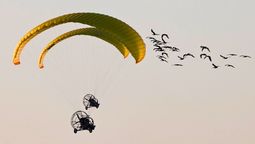 Les enseñaron a migrar a 35 aves de una especie en restauración con una aeronave y terminaron en las garras de un búho Les enseñaron a migrar a 35 aves de una especie en restauración con una aeronave y terminaron en las garras de un búho