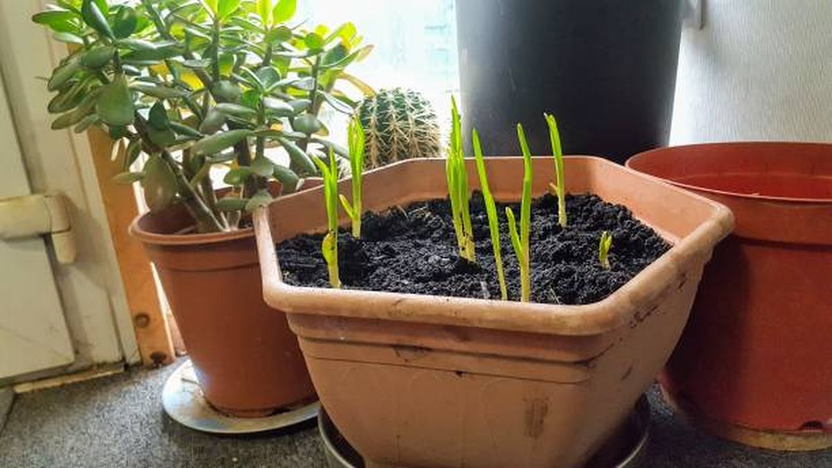 El cultivo de ajos en maceta es una tarea de jardinería simple, incluso para principiantes. El cultivo de ajos en maceta es una tarea de jardinería simple, incluso para principiantes.