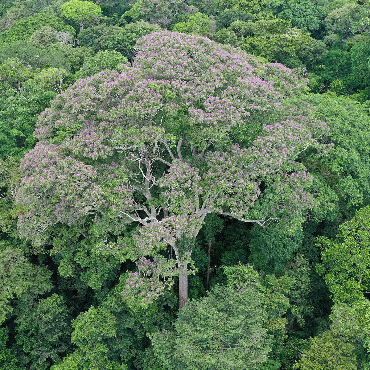 Cómo hace el árbol Choibá para beneficiarse de los rayos que impactan en él Cómo hace el árbol Choibá para beneficiarse de los rayos que impactan en él
