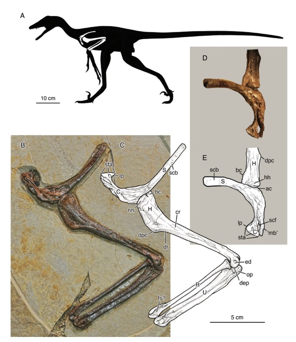 El estudio determinó que el dinosario es un nuevo descubrimiento, ya que su especie nunca había sido registrada. El estudio determinó que el dinosario es un nuevo descubrimiento, ya que su especie nunca había sido registrada.