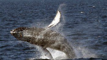 Ballena murió tras tragar 80 bolsas