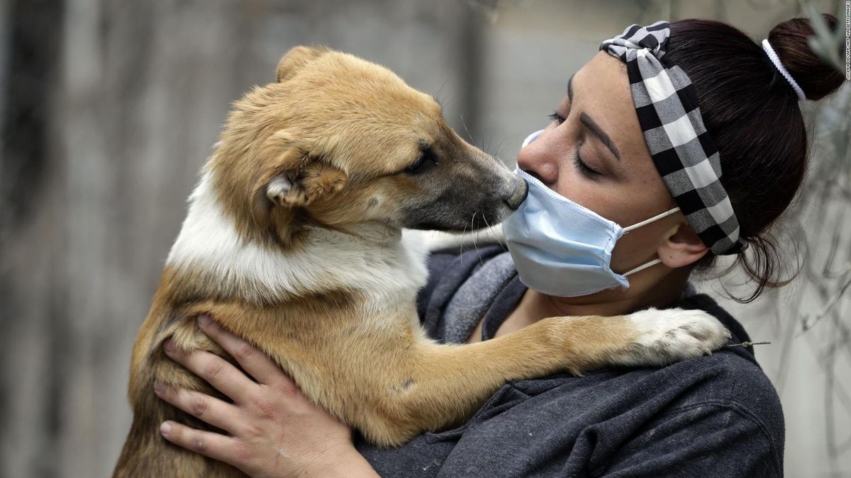 ¿Qué beneficios trae tener mascotas para la salud mental?