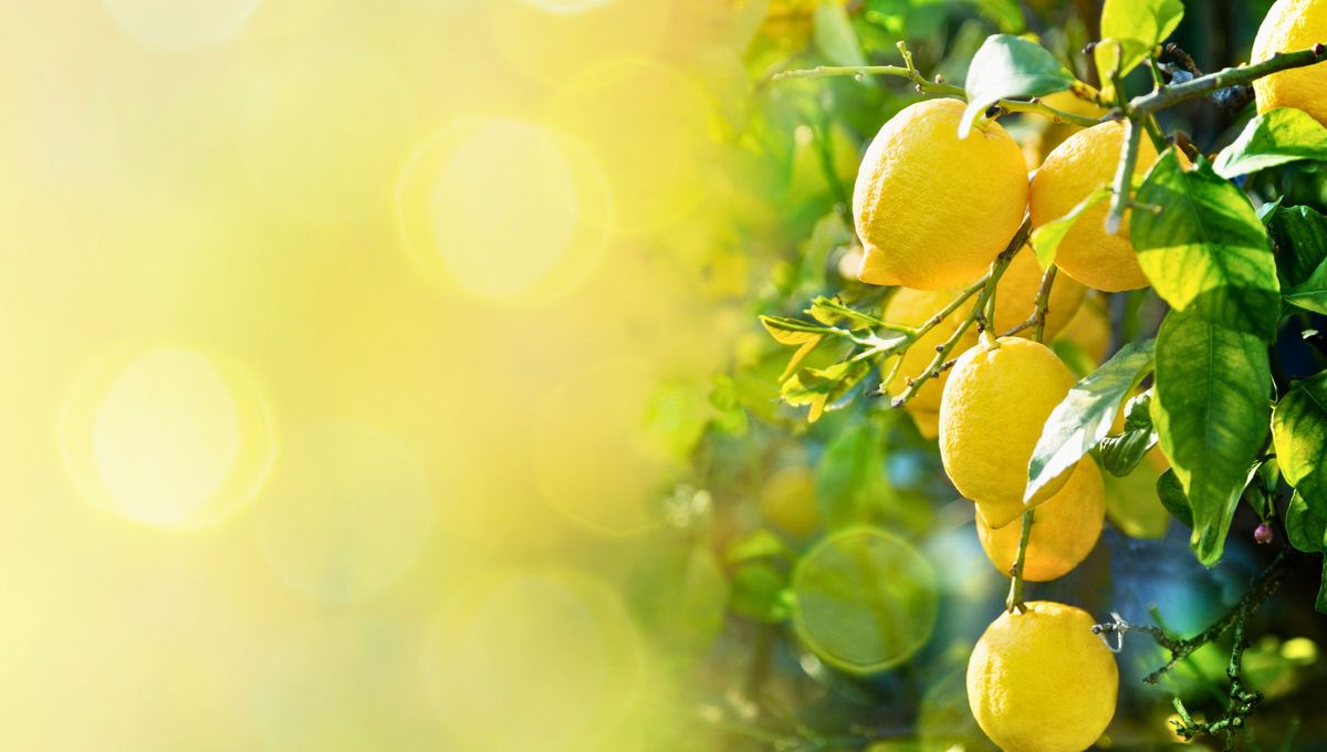 El árbol cítrico cuyo fruto mejora la memoria, previene la gripe y la obesidad