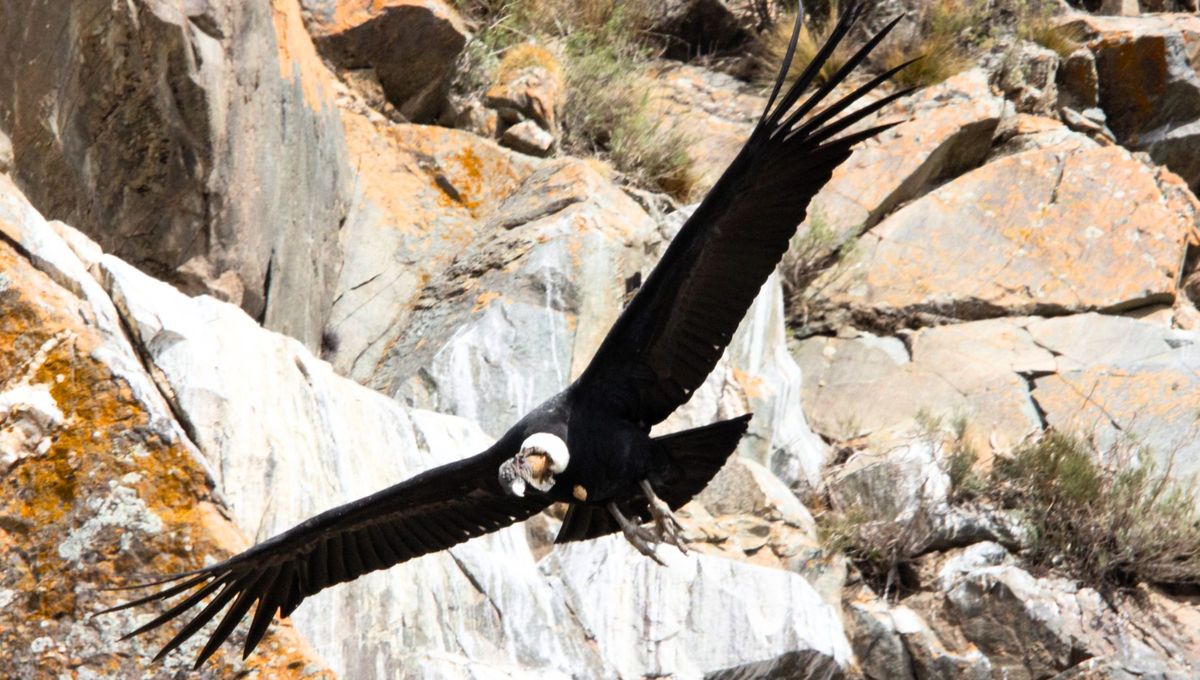 El descubrimiento de un nido de cóndor andino sorprendió a los especialistas en el Parque Tupungato