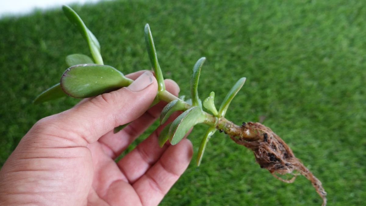 Reproduce tu árbol de Jade con este sencillo método de los jardineros profesionales