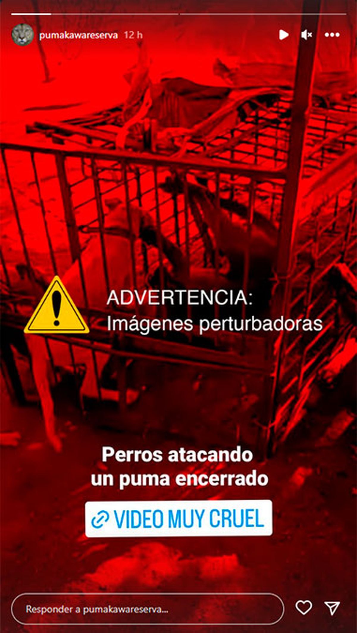 La ONG Pumakawa difundió en su cuenta de Instagram el video para tratar de concientizar al respecto de estos hechos.