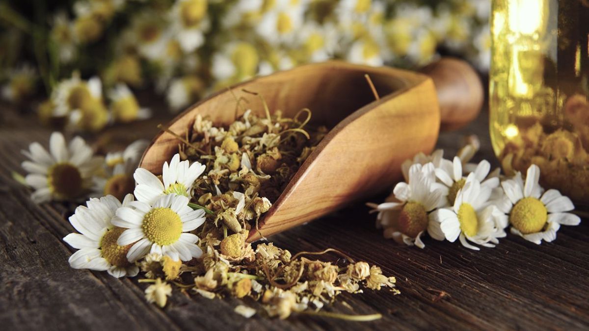 La manzanilla es un gran aromatizante que también ayuda a repeler mosquitos.