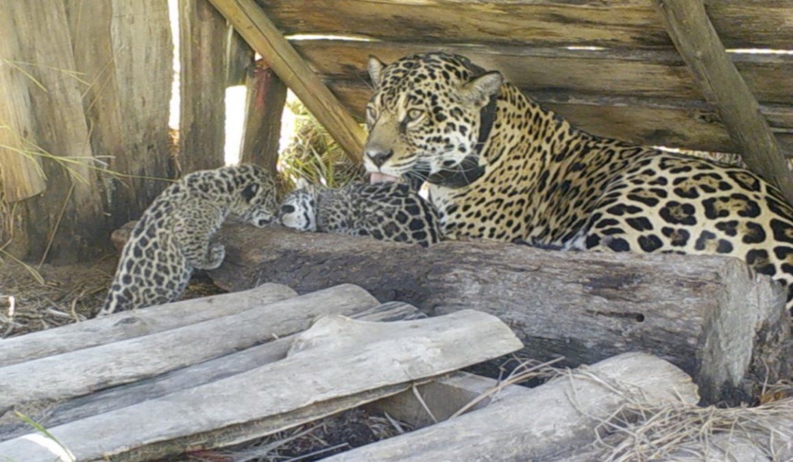 Una nueva camada de yaguareté nacieron en los Esteros del Iberá, en Corrientes, y ya son seis los ejemplares nacidos en esa reserva natural