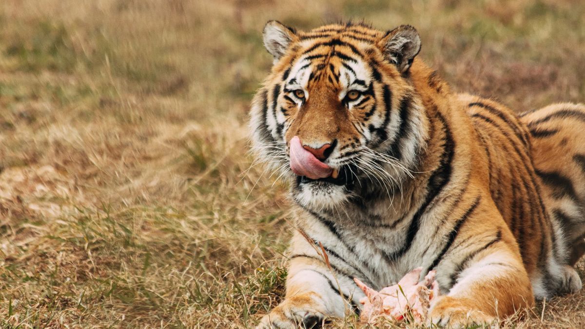 Los tigres usan su lengua rasposa para raspar hasta el último trozo de carne de sus presas.