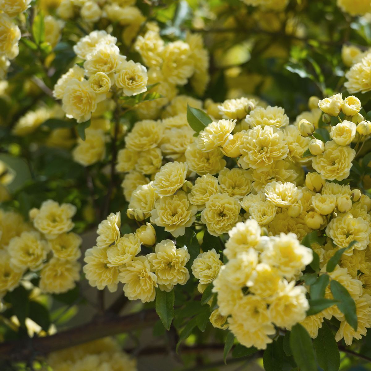 Conoce el rosal que tiene más flores que una buganvilla. Imagen: Pexels.