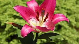 Estas flores son muy atractivas para los polinizadores. Imagen: Ecología Verde.