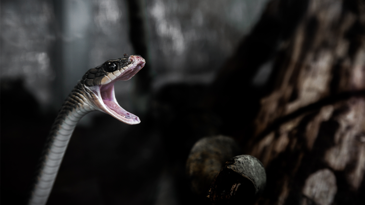 El significado de los sueños con serpientes tiene una interpretación muy particular.