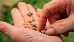 Si tenés semillas de naranja en tu casa tenés un tesoro en tus manos: por qué y cómo reutilizarlas