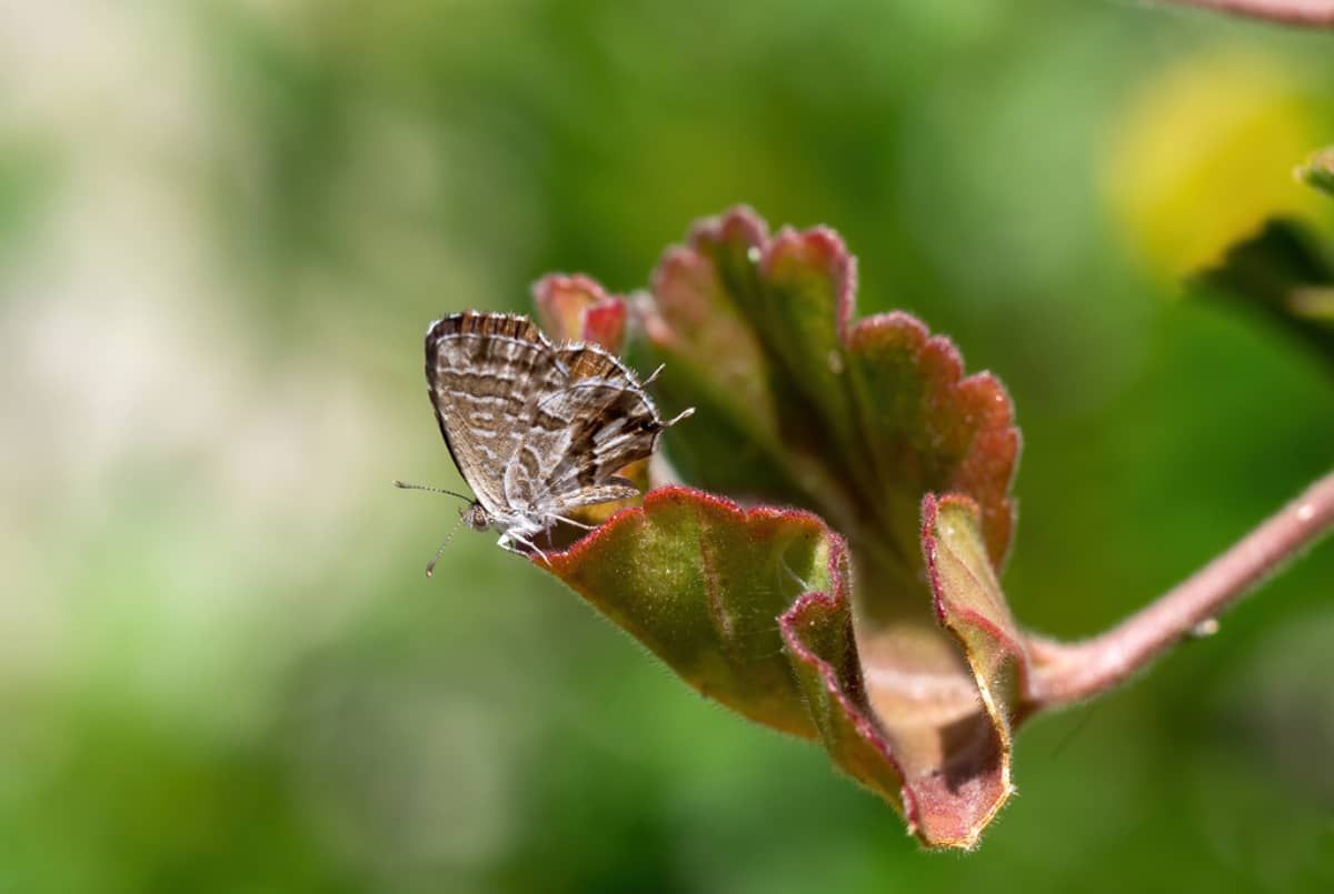 La mariposa del geranio es la que comienza el ciclo. La mariposa del geranio es la que comienza el ciclo.