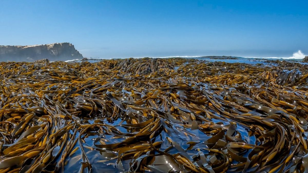 Bosques submarinos de algas en Perú. (Foto: Yuri Hooker)