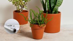 Qué pasa si pones trozos de papel aluminio en la tierra de tus plantas. Imagen: composición Diario Uno. Qué pasa si pones trozos de papel aluminio en la tierra de tus plantas. Imagen: composición Diario Uno.