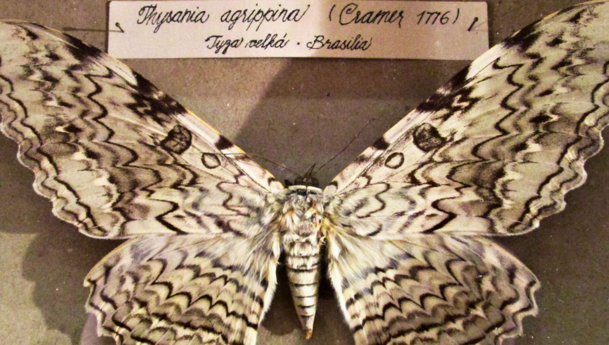 Thysania agrippina es una especie de polilla de la familia Erebidae . Fue descrita por Maria Sibylla Merian en su publicación de 1705 Thysania agrippina es una especie de polilla de la familia Erebidae . Fue descrita por Maria Sibylla Merian en su publicación de 1705