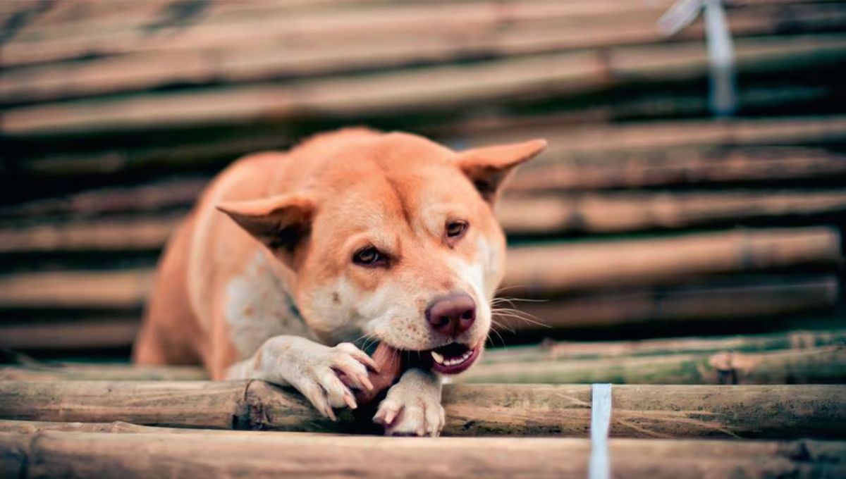 Qué significa que tu perro chupe el piso y las paredes y por qué es algo negativo