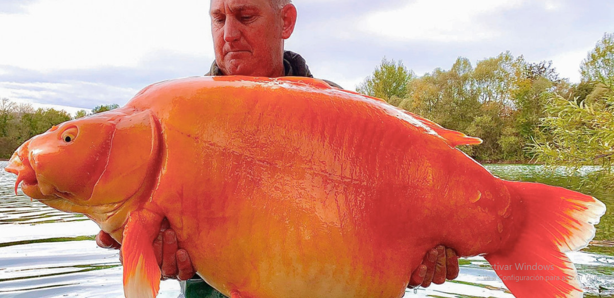 Video: pescaron un pez dorado de 30 kilos