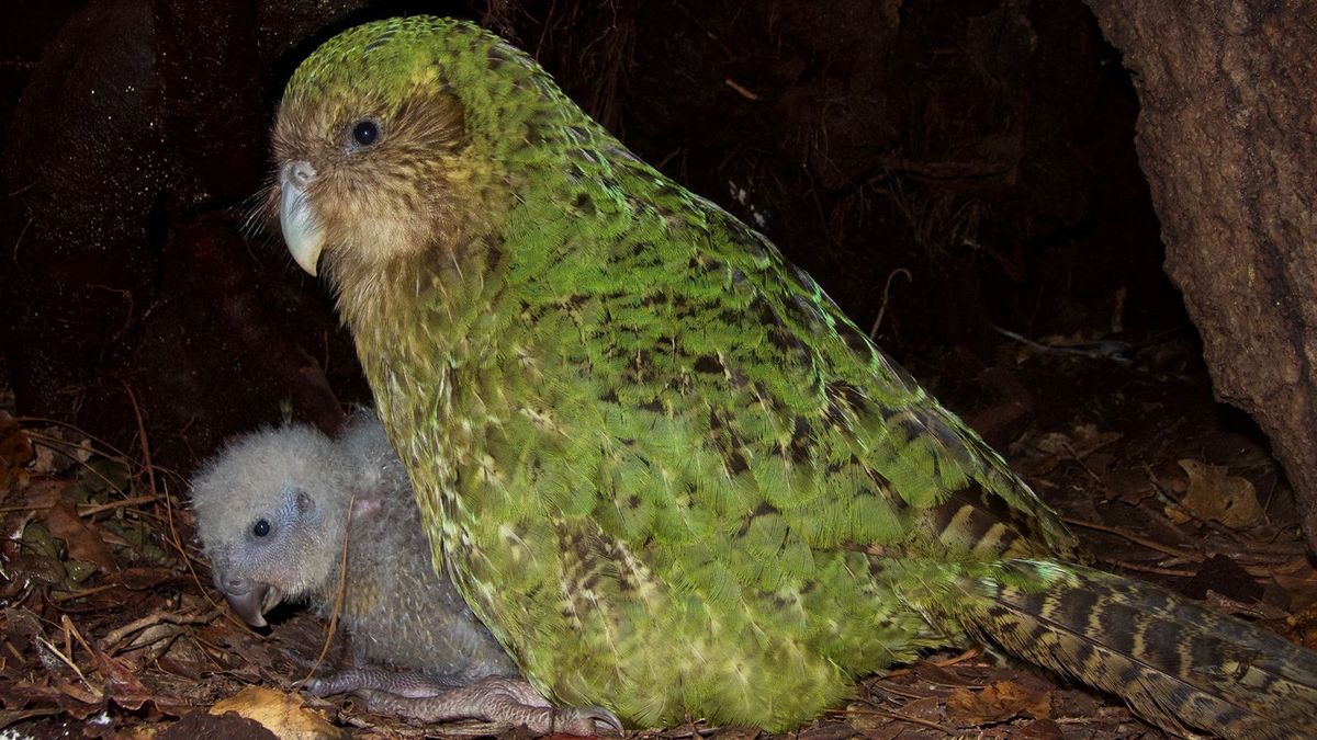 El ave nocturno o kakapo estuvo desaparecido durante 100 años. Recientemente