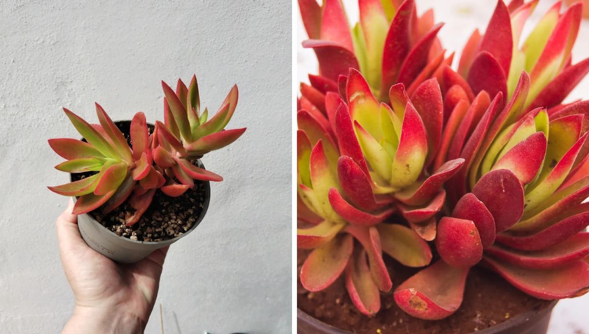 La crassula de fuego se destaca por tener hojas rojas