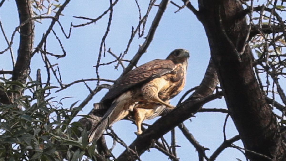 Los gavilanes mixtos son aves muy bellas.