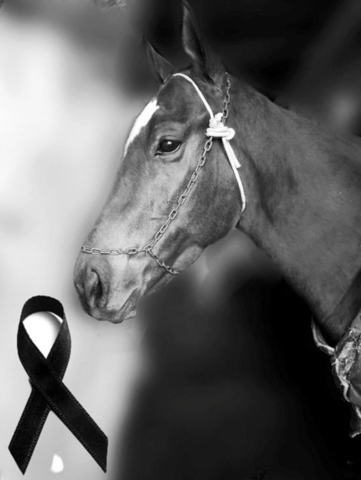 Imagen del SPC Alegí, conocido en el circuito de carreras de cuadreras del llamado turf chacarero. Imagen del SPC Alegí, conocido en el circuito de carreras de cuadreras del llamado turf chacarero.