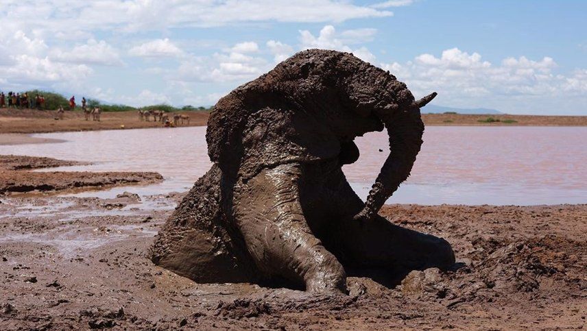 Las emotivas imágenes que registraron el rescate de un elefante que se hundió en lodo