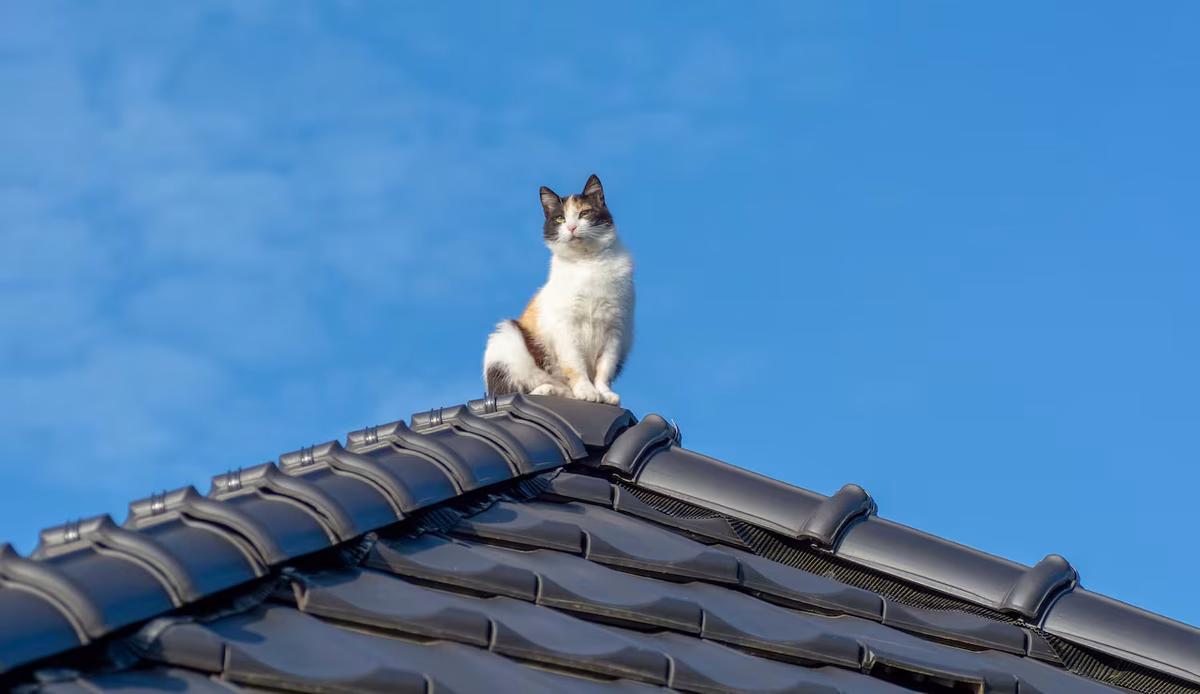 Los gatos aman subirse a los tejados.