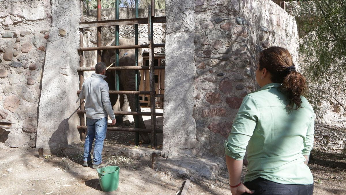 El primer paso es evaluar a Tamy en sus conductas y respuestas ante ciertos estímulos para comenzar con la adaptación y entrenamiento previo a ser trasladado al Santuario de Elefantes de Brasil. El primer paso es evaluar a Tamy en sus conductas y respuestas ante ciertos estímulos para comenzar con la adaptación y entrenamiento previo a ser trasladado al Santuario de Elefantes de Brasil.
