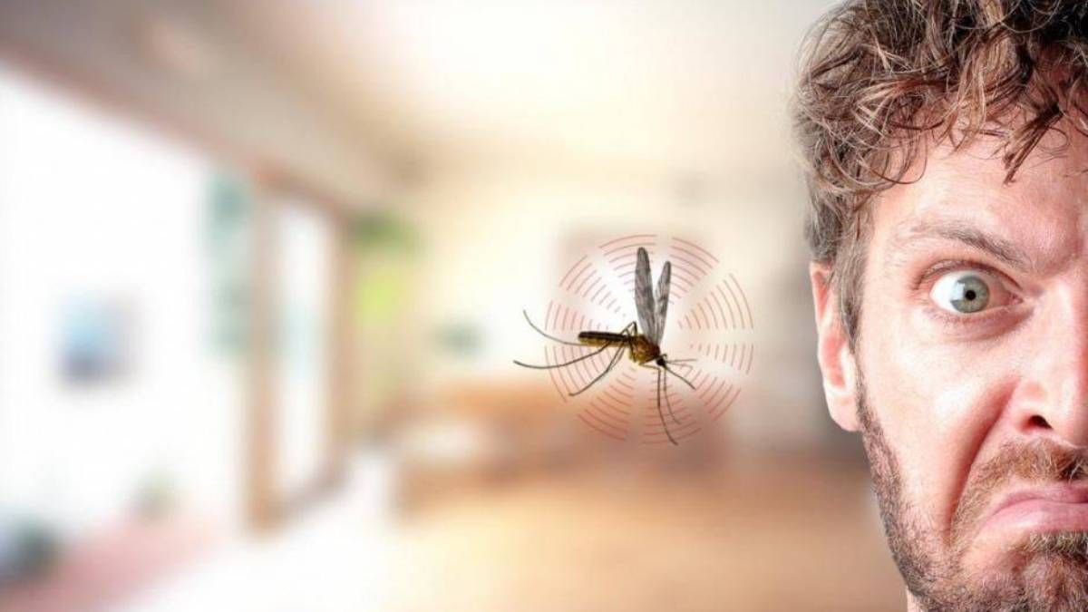 Por qué zumban los mosquitos en nuestros oídos mientras dormimos
