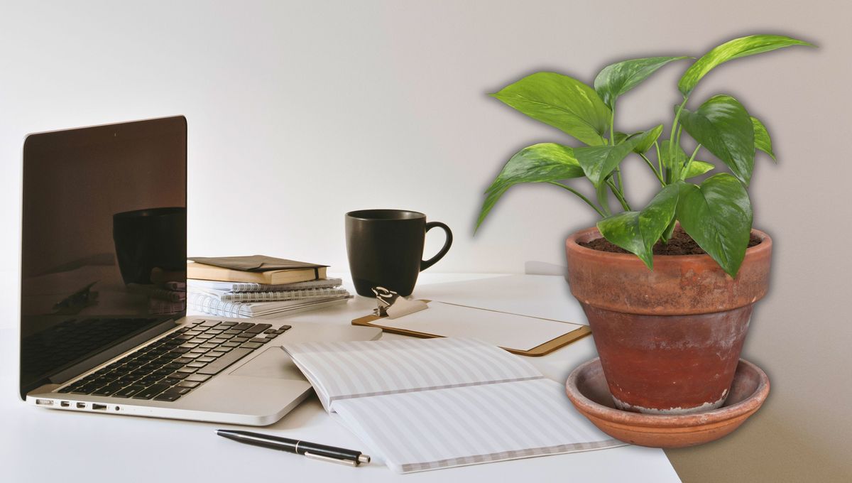 Una planta perfecta para tener en el trabajo.&nbsp;