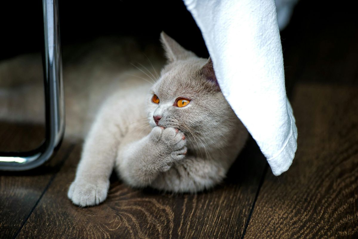 No es dar la pata: el sencillo truco que revelará si tu mascota es diestra o zurda No es dar la pata: el sencillo truco que revelará si tu mascota es diestra o zurda