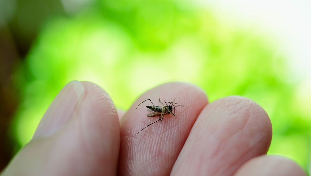 Los mosquitos aparecen cuando llega el calor a partir de la primavera y durante todo el verano. Sin embargo, para que no te molesten puedes aplicar un truco desde ahora y ahuyentarlos. Los mosquitos aparecen cuando llega el calor a partir de la primavera y durante todo el verano. Sin embargo, para que no te molesten puedes aplicar un truco desde ahora y ahuyentarlos.