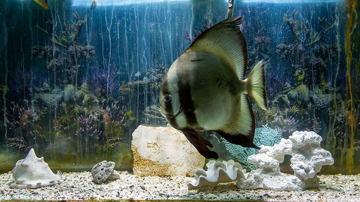 El funcionario Sebastián Fermani sostuvo que será un espacio diferentes que invita a entender las problemáticas ambientales, pero no desde el viejo paradigma de la exposición animal. El funcionario Sebastián Fermani sostuvo que será un espacio diferentes que invita a entender las problemáticas ambientales, pero no desde el viejo paradigma de la exposición animal.