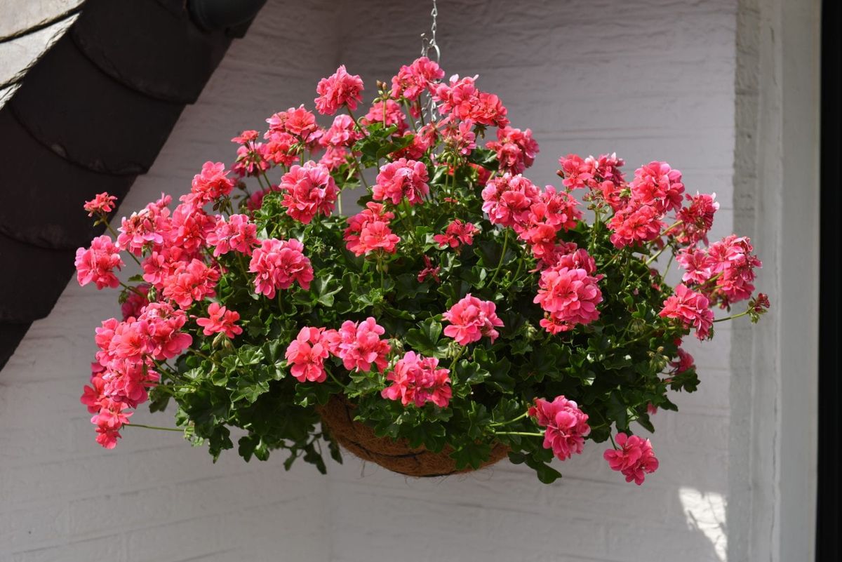 El feng shui considera que el geranio es una planta especial. El feng shui considera que el geranio es una planta especial.