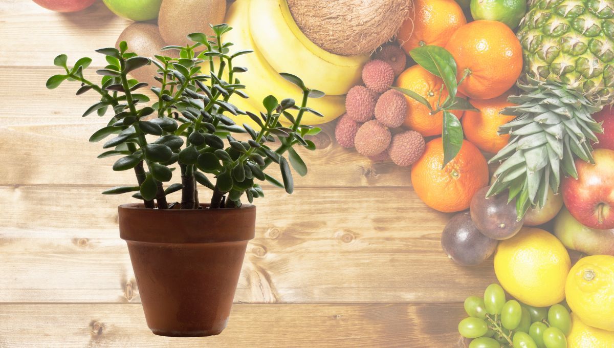 La fruta que alejará a las moscas de tu árbol de Jade