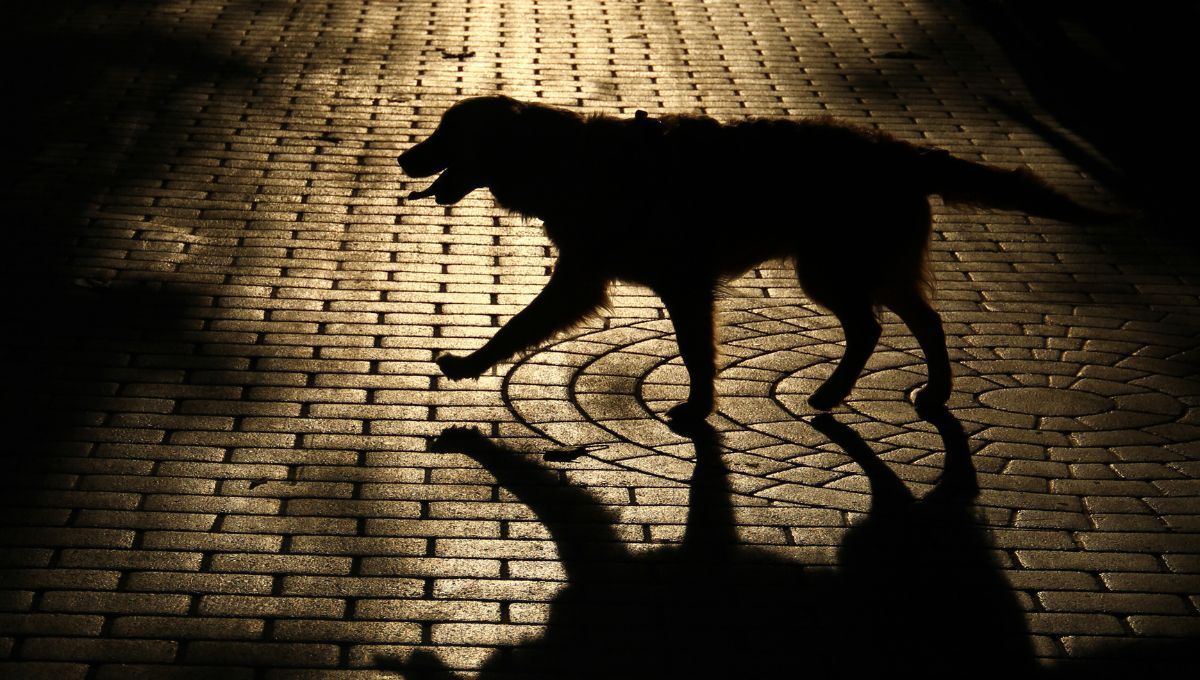 El accesorio que está revolucionando la seguridad canina y es ideal para pasear a tu perro de noche