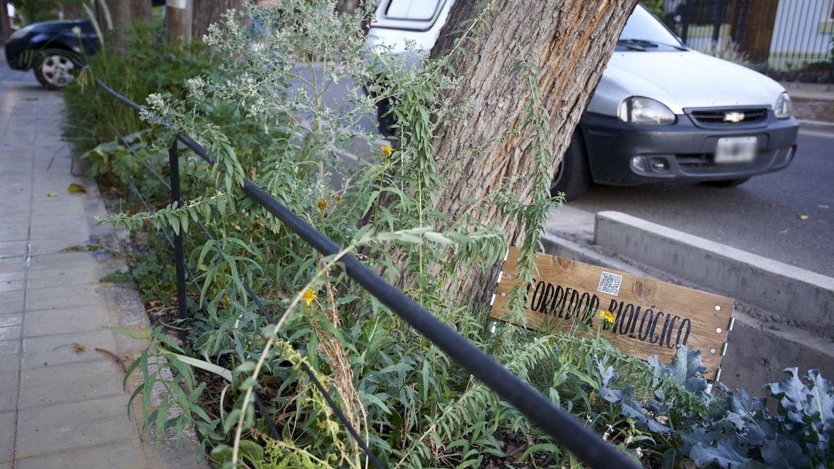 Tiene un corredor biológico que es un pequeño espacio diseñado para que las plantas crezcan, den flores, semillas y auto-abastezcan al vivero. Tiene un corredor biológico que es un pequeño espacio diseñado para que las plantas crezcan, den flores, semillas y auto-abastezcan al vivero.
