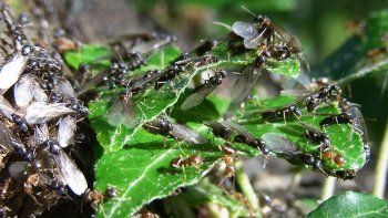 Un enjambre de insectos invadió una estación de servicio
