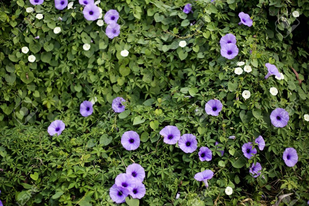 Esta planta trepadora es de rápido crecimiento. Imagen: Pixabay