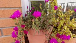 La planta de flores que es de fácil mantenimiento y es perfecta para una maceta colgante. Imagen de archivo.&nbsp;
