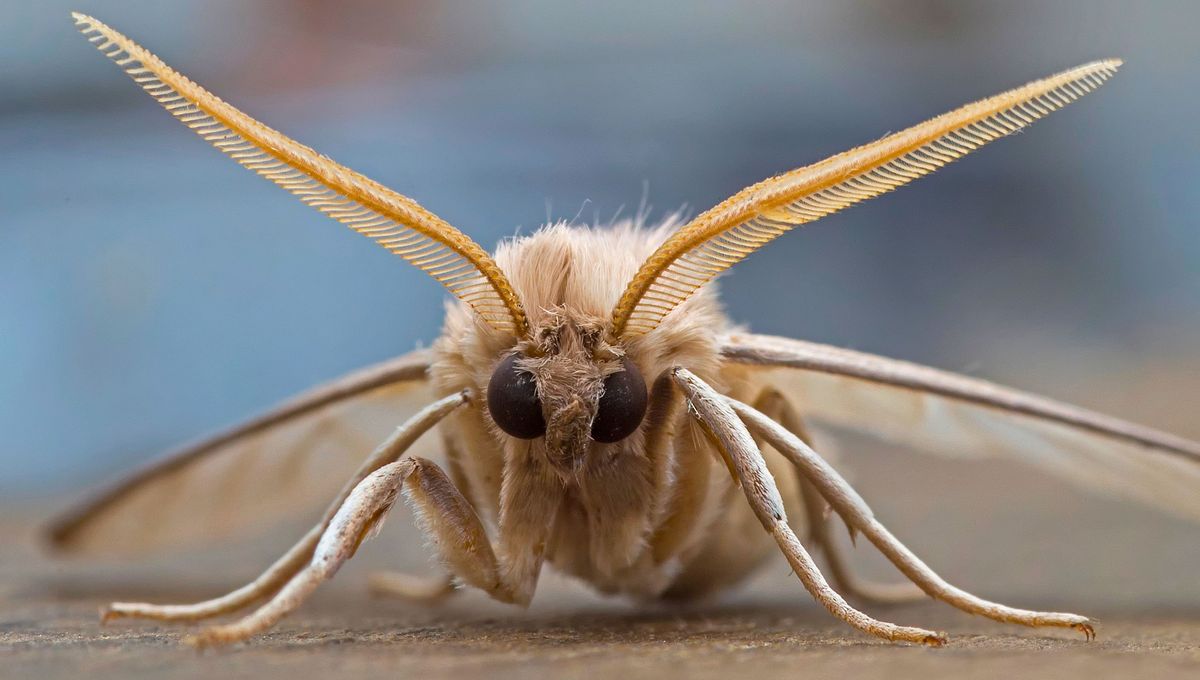 La polilla deposita sus larvas para que se alimenten del interior de los cerales. La polilla deposita sus larvas para que se alimenten del interior de los cerales. 