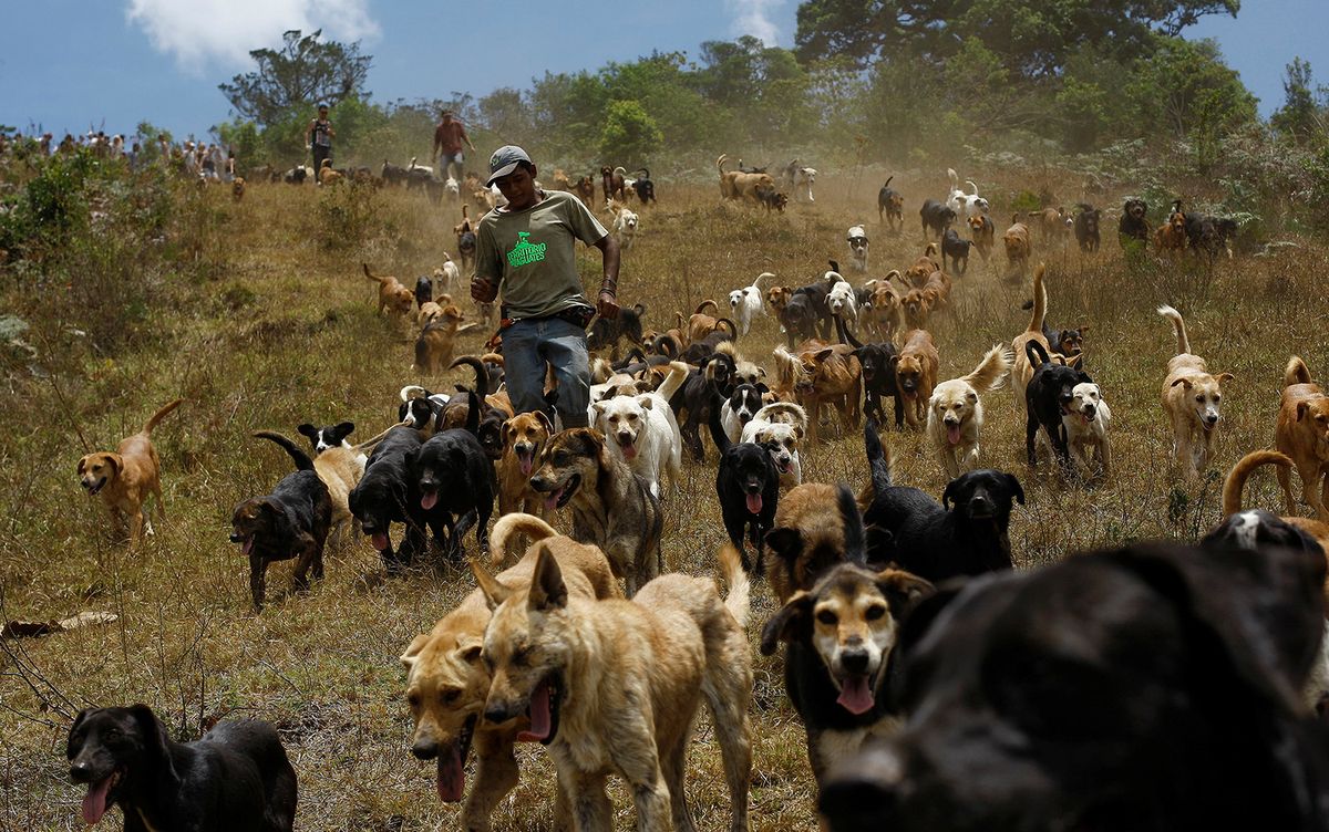 Ataque. 15 perros atacaron a un supuesto ladrón que se metió a una casa. Ataque. 15 perros atacaron a un supuesto ladrón que se metió a una casa.
