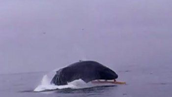 Estaban de vacaciones y casi los aplasta una ballena