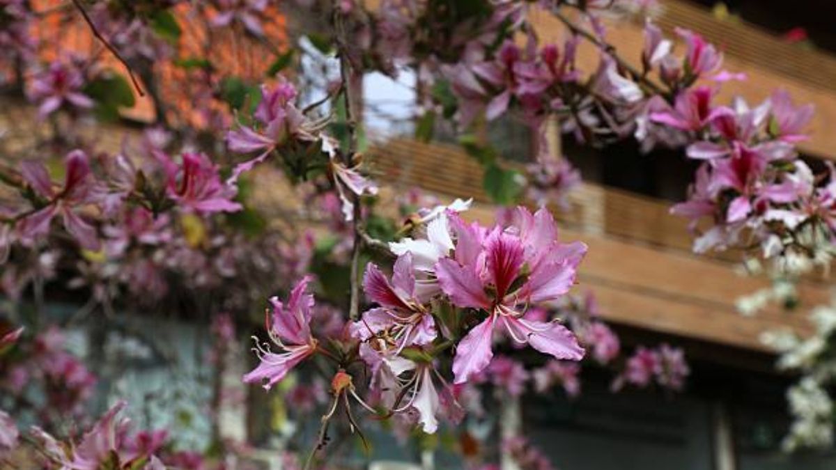 Conocé cuál es el mejor árbol para el jardín.