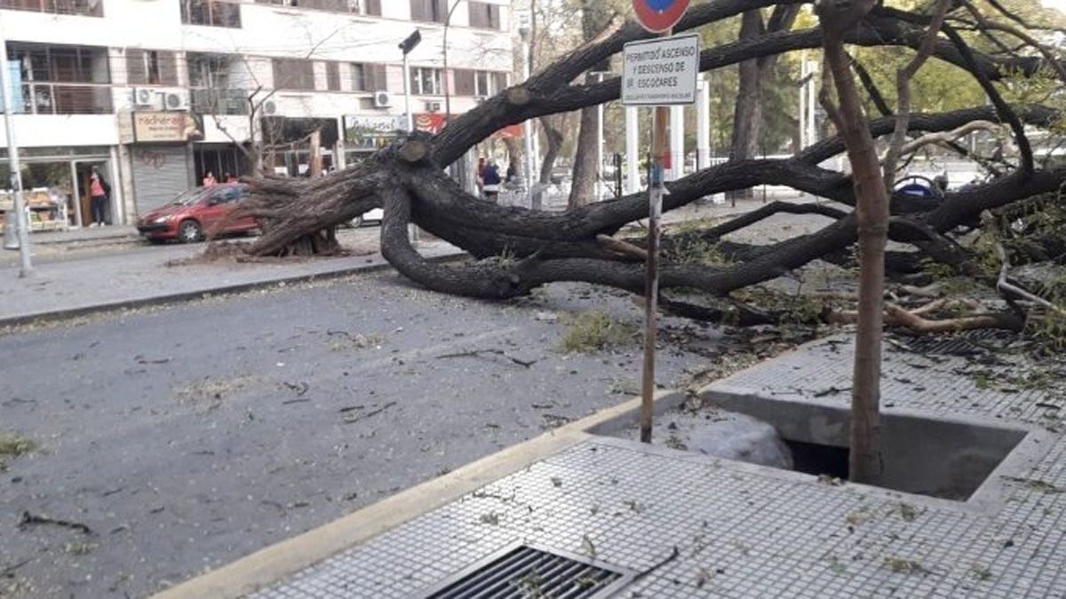 Impresionantes. Un añoso y viejo árbol cayó en la vereda de la escuela Normal Godoy Cruz y rompió el portón de ingreso.
