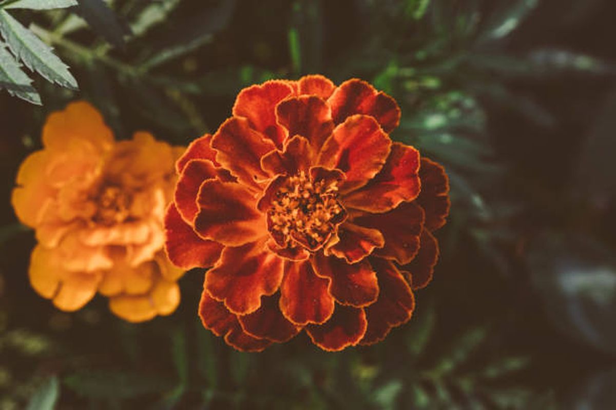 Cempasúchil, la planta de gran reputación en México y toda Latinoamérica. Cempasúchil, la planta de gran reputación en México y toda Latinoamérica.