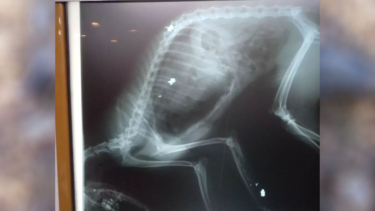 El zorro Juancho que murió en Potrerillos en el 2022 recibió cuatro disparos de un rifle de aire comprimido. El zorro Juancho que murió en Potrerillos en el 2022 recibió cuatro disparos de un rifle de aire comprimido.