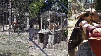 La pena que arriesga el dueño de 10 perros que 